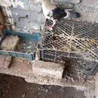 کبوتر فروشی