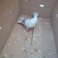 چند عدد کفتر