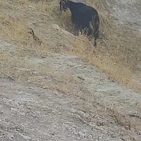 بزوکهره چاق