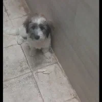 سگ بازیگوش وخندان|سگ|سبزوار, جوادیه شرقی|دیوار