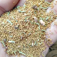 بذر یونجه محلی