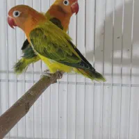 جفت‌های گرینچیک و کوتوله و عروس|پرنده|مشهد, شهرک امام هادی (شهرک غرب)|دیوار