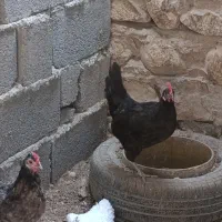 فروش مرغ بندر دیر|حیوانات مزرعه|بندر دیر, |دیوار