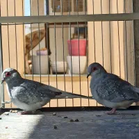 پرنده کبوتر زینتی|پرنده|شیراز, شهرک گلستان|دیوار