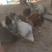 خروس‌های سرزنده ۸ ماهه