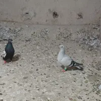 سینه سیاه وشامی