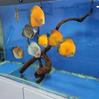 آکواریوم دیسکس|ماهی|خرمآباد, |دیوار