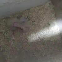جوجه عروس هلندی ۳ عدد