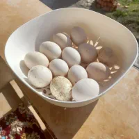 تخم مرغ گلین اصل عکس مولد ها هم است