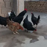 تخم مرغ نطفه دار|حیوانات مزرعه|فلاورجان, |دیوار