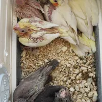 جوجه عروس هلندی سرلاکی|پرنده|اراک, |دیوار