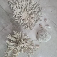 مرجان دریایی تنپ کوچک/ زیبا