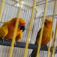 جفت خورشیدی|پرنده|ساری, |دیوار