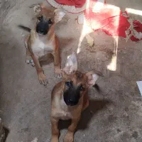 1 جفت توله ژرمن شپرد 3ماهه