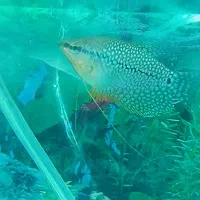 گورامی مرواریدی ماهی آکواریومی