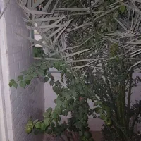 تمیزکاری نخل وباغبانی