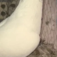 آگهی رو بخون