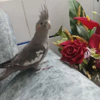 عروس هلندی چند ماهه جوان