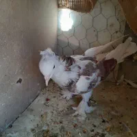 کبوتر هما کاکلی|پرنده|تهران, بازار|دیوار