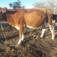 گاو سیمینتال قرمز ۸ماه آبستن یک شکم زاییده تلیسه