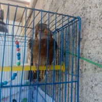 عروس هلندی ماده