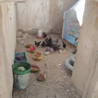 جوجه ولایتی و گوشتی