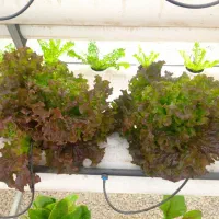 برطرف کردن مشکلات گلخانه ای