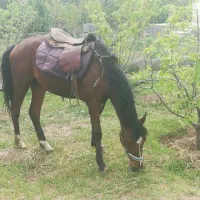 اسب نریان 3ساله زیبا و باهوش و آرام