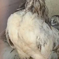 ۳عدد خروس کاکلی سلطان پاپر عثمانی و ساده