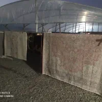 قالی شویی پاکان  تخفیف شب یلدا