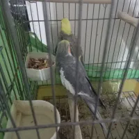 جفت مولد کارداده