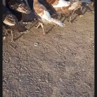 بقلمو جوان|حیوانات مزرعه|دشتابی, |دیوار