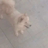 واگذاری یک قلاده سگ