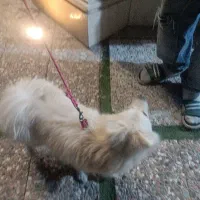 پامرین روباهی