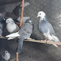 کبوتر یا کفتر جوجه گرفتنی