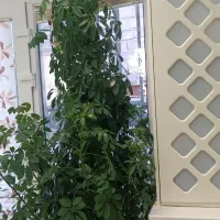 گل طبیعی|گل و گیاه طبیعی|دهگلان, |دیوار