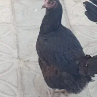 ۲عدد مرغ لاری