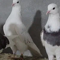 کبوتر هما|پرنده|رودخانه, |دیوار