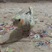 عروس هلندی سالم رام وبازیگوش