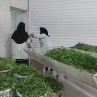 فروش سبزی قورمه سبزی|خوردنی و آشامیدنی|رومشکان, |دیوار