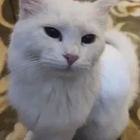 گربه پرشین