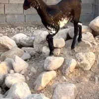 خال قشنگ|حیوانات مزرعه|شهر بابک, |دیوار