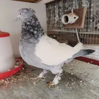 کبوتر سینه سبز آبی