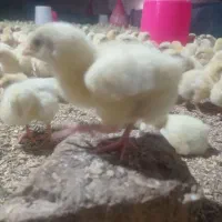 جوجه گوشتی