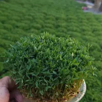 سبزه عید  درجه یک