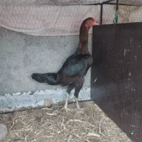 مرغ لاری اصیل