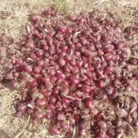 بذر پیاز قرمز محلی .روز کوتاه درجه یک تظمینی