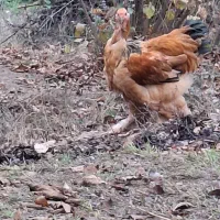 خروس ۶ ماهه امپراطور|حیوانات مزرعه|رودبار, |دیوار