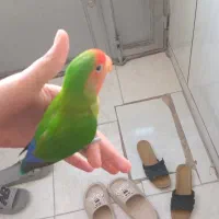 به دلیل کمبوده جاه|پرنده|زیویه, |دیوار