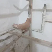 زردکاکلی|پرنده|ری, دیلمان|دیوار